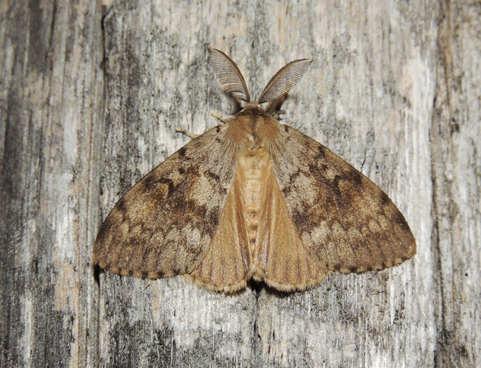 Lymantria dispar (Erebidae Lymantriinae)